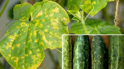 Заметили жёлтые пятна на огурцах? Только это действие поможет спасти посевы от гибели