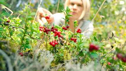 До 15 рублей за литр. Белорусы открыли сезон сбора и продажи брусники. Где купить за 5?