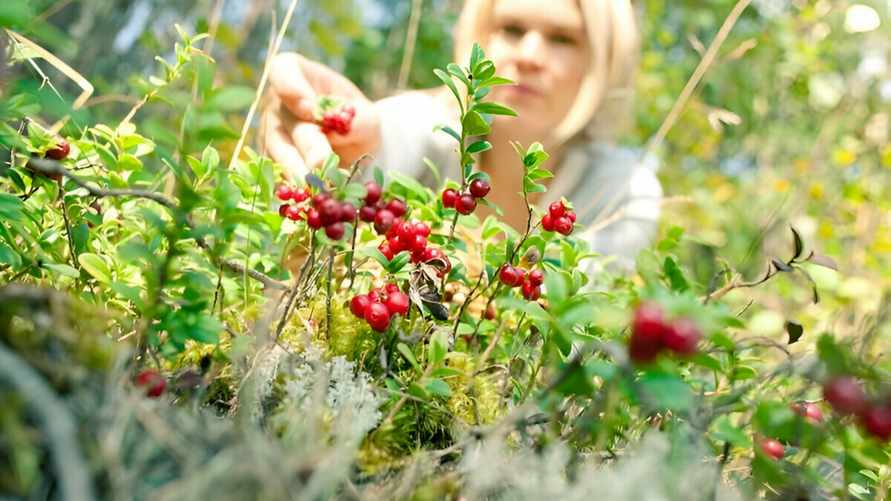 До 15 рублей за литр. Белорусы открыли сезон сбора и продажи брусники. Где купить за 5?