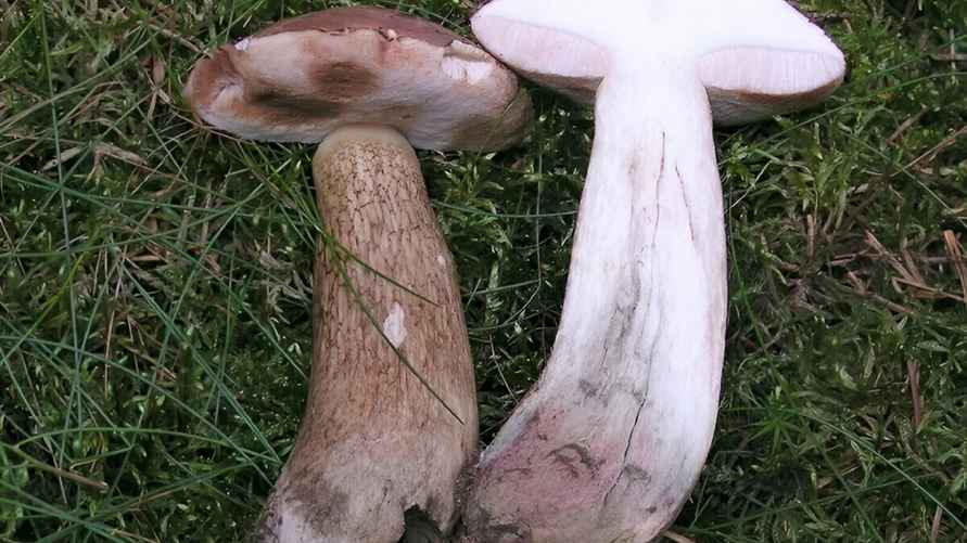 Ложный белый гриб в разрезе