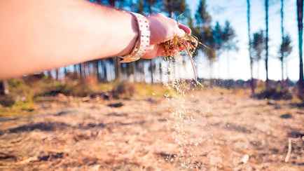 Палочка-выручалочка настоящего огородника. Как использовать опилки для удобрения, утепления и мульчирования почвы