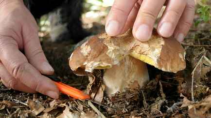 «В них нет ничего полезного» — Эксперты призвали не собирать грибы, которыми любят хвастаться многие белорусы