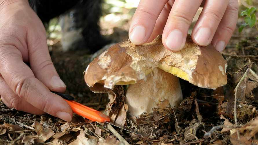 "В них нет ничего полезного" - Эксперты призвали не собирать грибы, которыми любят хвастаться многие белорусы
