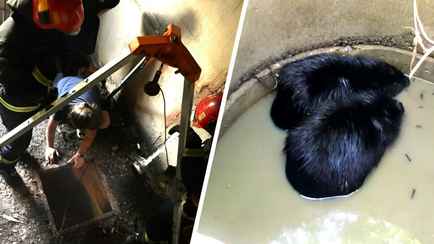 В МЧС Беларуси показали, как спасли из подвала ослицу и семейство бобров из колодца