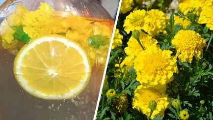 Эта закатка затмит берёзовый сок. Как сделать компот из бархатцев?