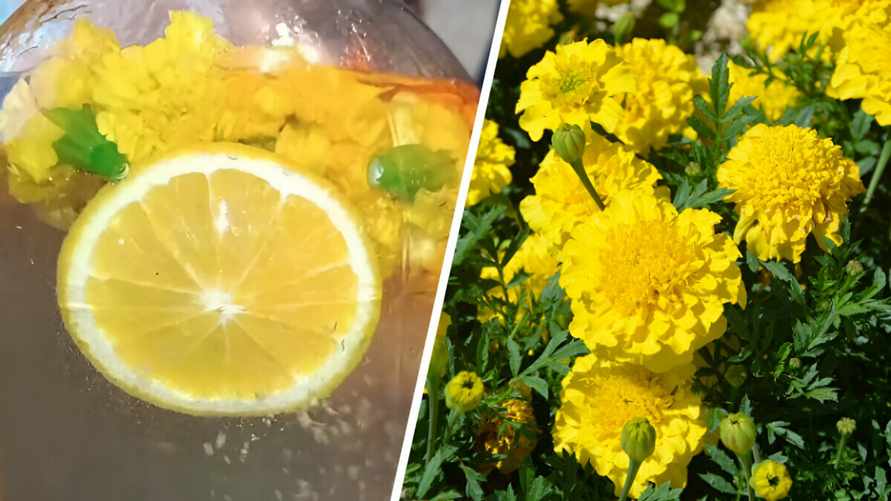 Эта закатка затмит берёзовый сок. Как сделать компот из бархатцев?