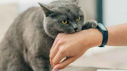 Почему кошка кусается, когда её гладишь? Эксперты назвали 6 причин и объяснили, что делать