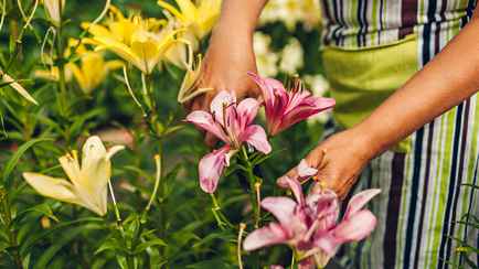 Как заставить лилии «ломиться» от цветов? Нашли рецепт подкормки за 0 рублей