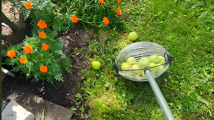 "А как их потом оттуда достать?" — Видео с необычным сбором яблок собрало в TikTok почти 1,5 млн просмотров