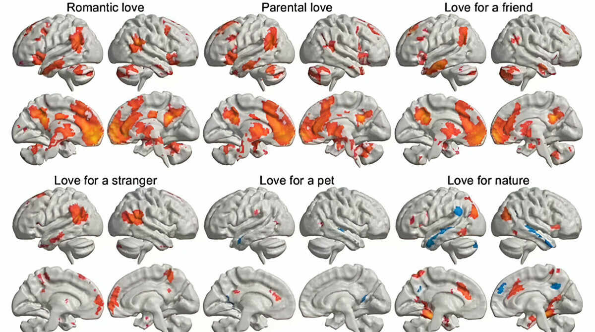 Учёные выявили в мозге человека 6 типов любви. В чём различие и какая сильнее?