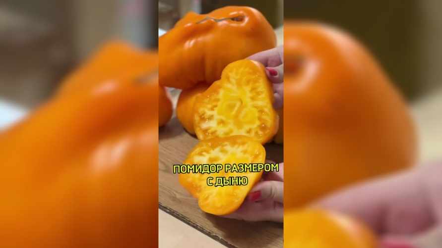 В "Сенице" начали продавать помидоры "размером с дыню". Почем?