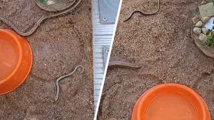 Гродненский зоопарк показал детенышей безногой ящерицы