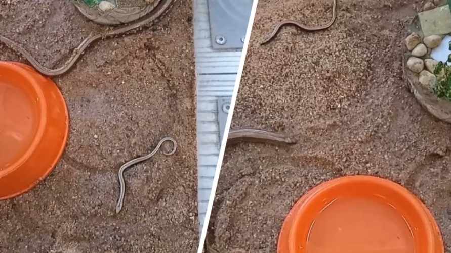 Гродненский зоопарк показал детенышей безногой ящерицы