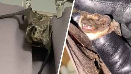 «Говорят, через унитаз вылезают» — Минчанка показала залетевшую к ней в квартиру летучую мышь. Что делать в этом случае?