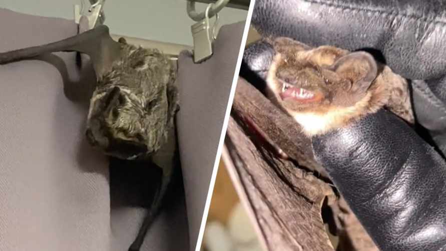 "Говорят, через унитаз вылезают" - Минчанка показала залетевшую к ней в квартиру летучую мышь. Что делать в этом случае?