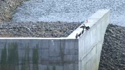 «Вид очень агрессивный» — На Гродненщине заметили морскую птицу-хищника. Чем опасна?