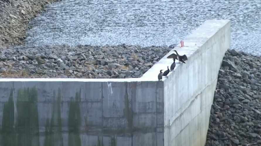 "Вид очень агрессивный" - На Гродненщине заметили морскую птицу-хищника. Чем опасна?
