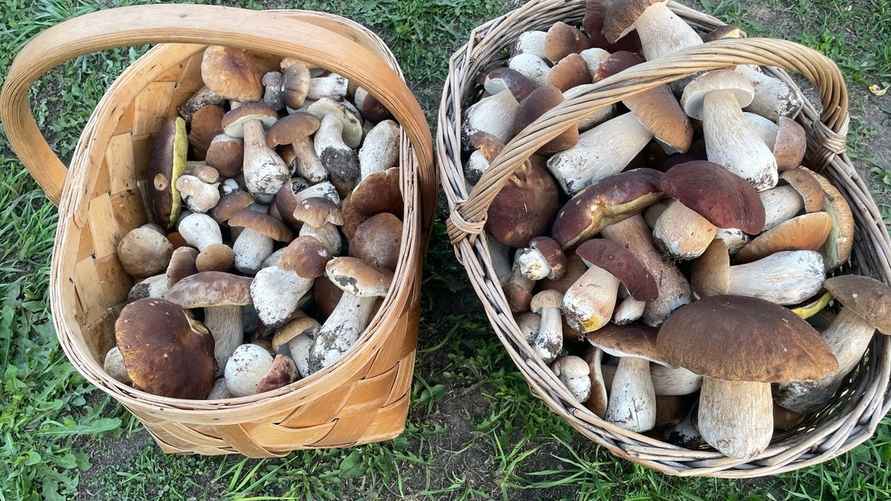 Фото: «Грибы: Грибные войска Беларуси»