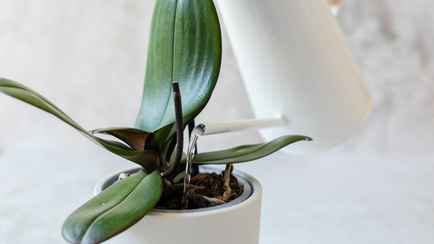 Орхидея не хочет цвести? Полейте растение соком этого овоща, и новые бутоны не заставят долго ждать
