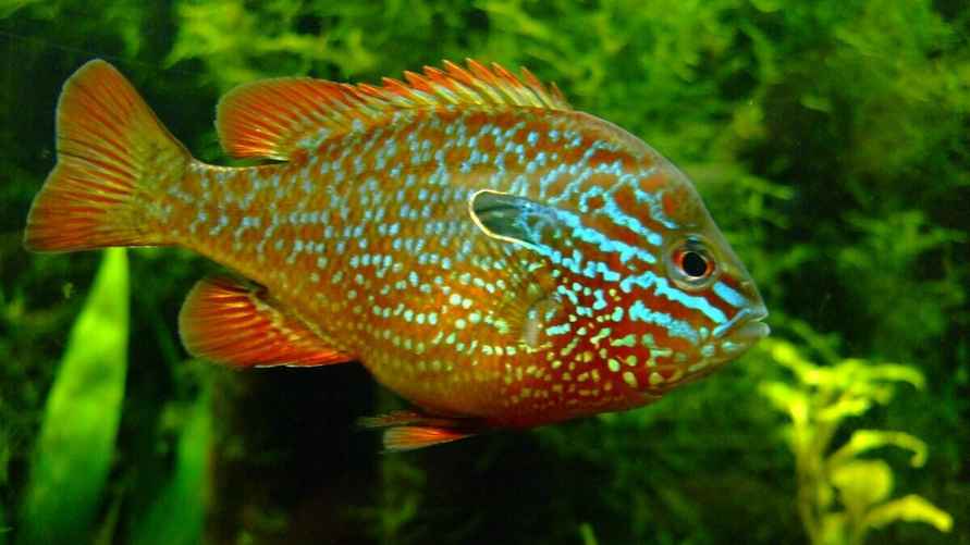 Солнечный окунь