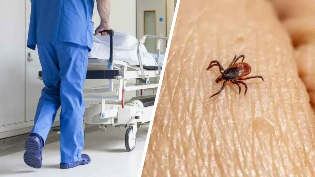 В Европе мужчина умер от геморрагической лихорадки Крым-Конго после укуса клеща. Стоит ли опасаться белорусам?