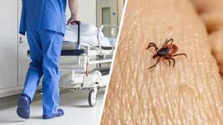 В Европе мужчина умер от геморрагической лихорадки Крым-Конго после укуса клеща. Стоит ли опасаться белорусам?