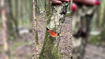 «Теперь в лес с бензопилой ходить?» — Белорус показал гриб-«внутриберезовик». Это как?