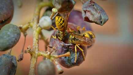 Как защитить виноград от ос и шершней? Понадобятся старые колготки и эта домашняя смесь