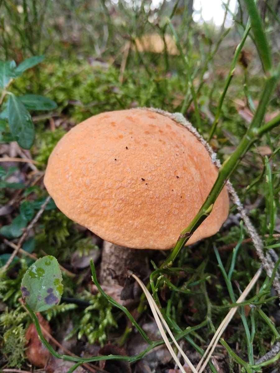 Белорусские грибники объявили Дни подосиновика. Где берут вёдрами, а где только трудовые на сушку?