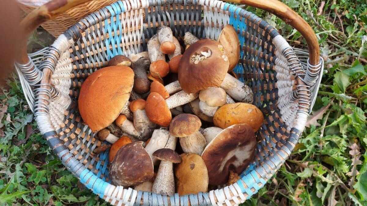 Как Луна влияет на рост грибов? Обратите внимание на эти 2 фактора, чтобы принести домой целые корзины