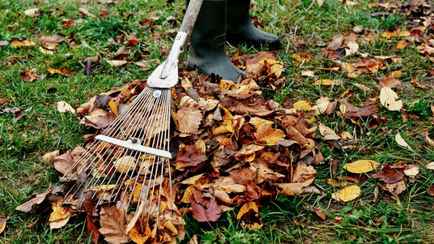 Как быстро убрать опавшую листву осенью? Этот трюк с граблями избавит от болей в спине