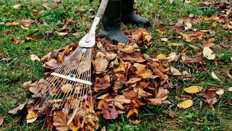 Как быстро убрать опавшую листву осенью? Этот трюк с граблями избавит от болей в спине