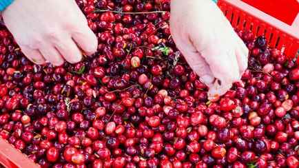 Белорусы запустили сезон сбора и продажи клюквы. Где купить по цене 4 рубля за литр?