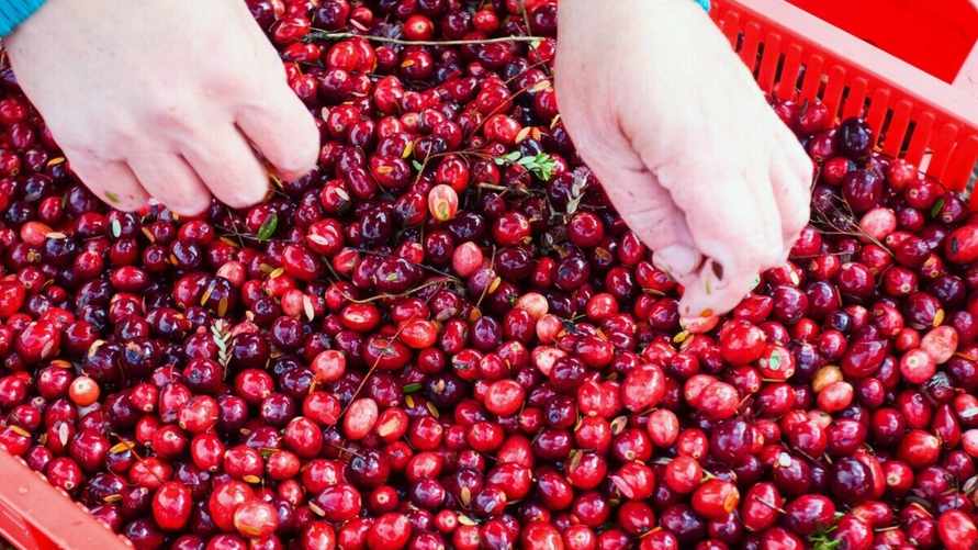 Белорусы запустили сезон сбора и продажи клюквы. Где купить по цене 4 рубля за литр?