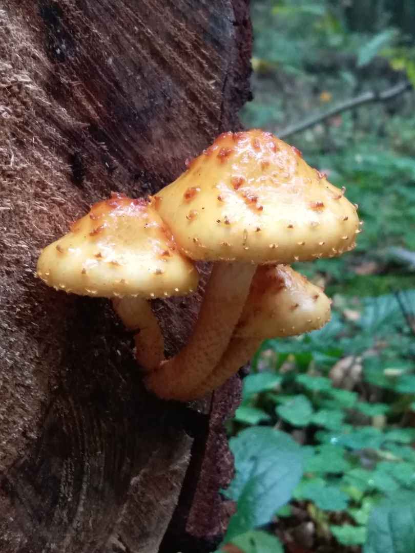 Растут как на дрожжах — Белорусы ринулись в лес за грибами. Какой из районов в этом году отжигает?