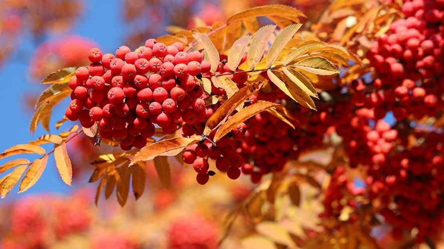 Вот как "горят костры рябин"