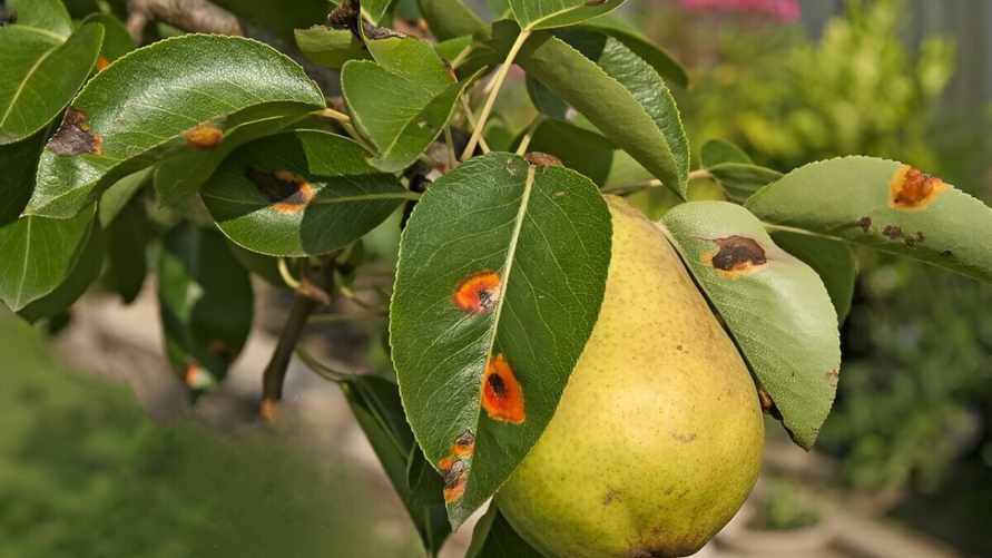 На листьях груши появились ржавые пятна? Эти 4 домашних средства могут спасти урожай