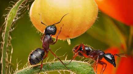 Эти 5 бюджетных народных средств избавят огород от муравьев осенью. А как самим сделать ловушки?