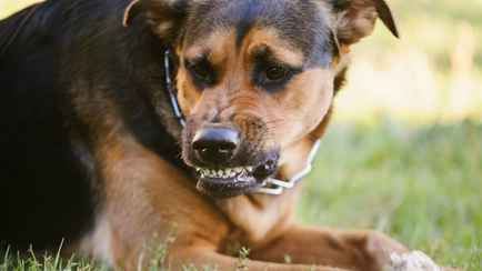 Больше 70 человек. Минздрав сообщил о массовом контакте белорусов с больными бешенством собаками