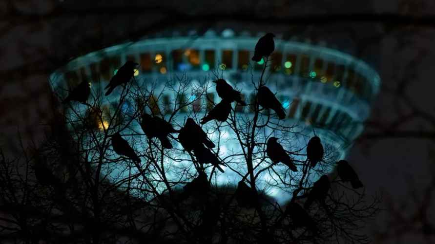 "Вороны смотрят телевизор". Фото: Томаш Грим