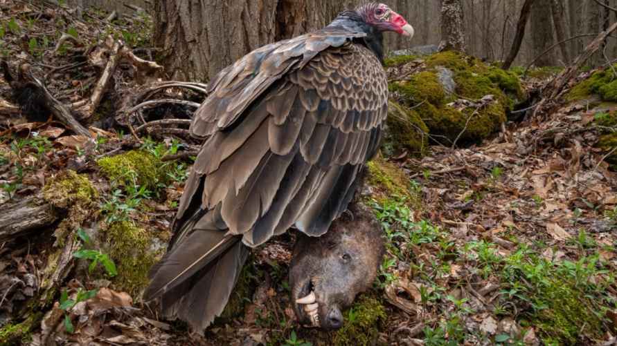 "Падальщик". Фото: Натаниэль Пек