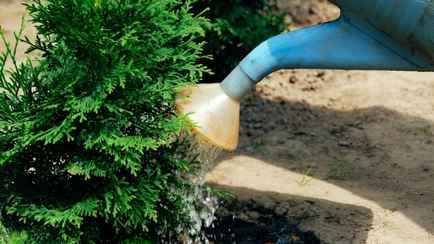 Чем подкормить туи в сентябре? Вот из каких отходов можно приготовить домашнее удобрение