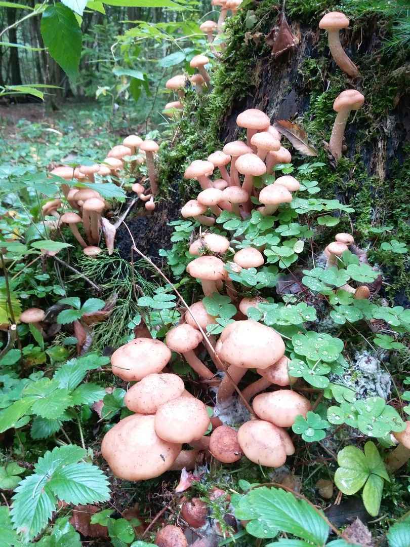 Растут как на дрожжах — Белорусы ринулись в лес за грибами. Какой из районов в этом году отжигает?