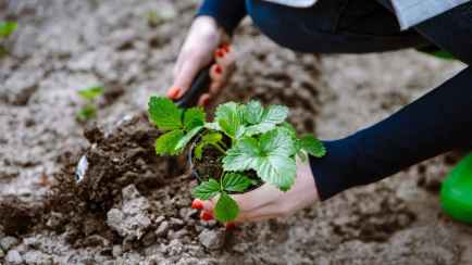 Когда белорусам пересаживать клубнику в сентябре? Эти 5 дат будут самыми благоприятными