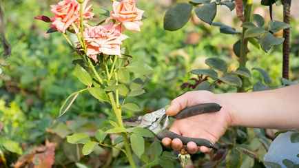 Этот трюк без обрезки заставит розы ломиться от цветов. Вот что нужно сделать в сентябре