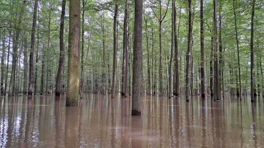 «Похоже на небольшой апокалипсис» — Поляки показали, во что превратились города и леса после наводнения