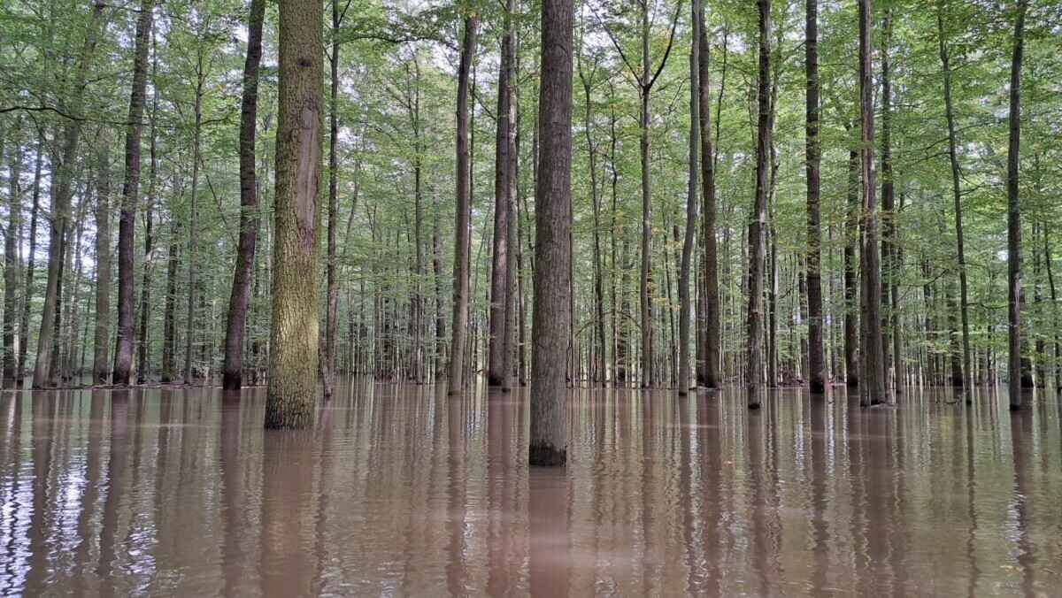 «Похоже на небольшой апокалипсис» — Поляки показали, во что превратились города и леса после наводнения
