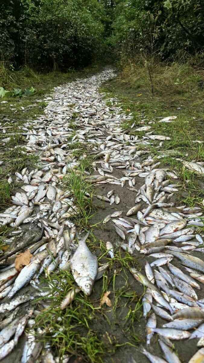 «Похоже на небольшой апокалипсис» — Поляки показали, во что превратились города и леса после наводнения