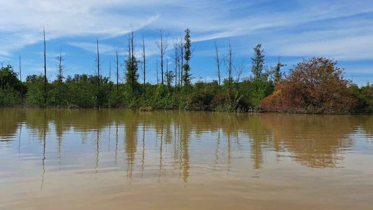 «Похоже на небольшой апокалипсис» — Поляки показали, во что превратились города и леса после наводнения