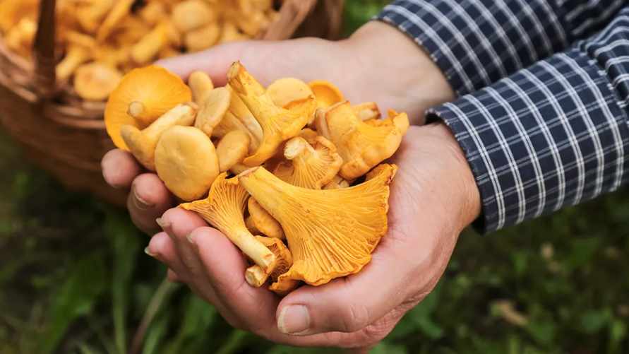 Залейте лисички этой жидкостью. Нашли 5 способов, чтобы грибы не горчили